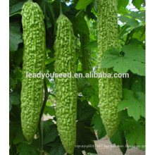 MBG031 Zhun dark green bitter melon seeds, hybrid bitter gourd seeds